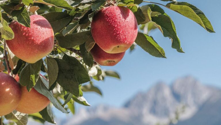 Manzana