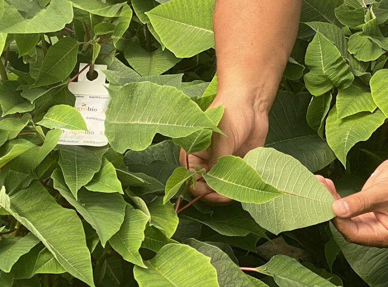 Agrobio poinsettia control biológico