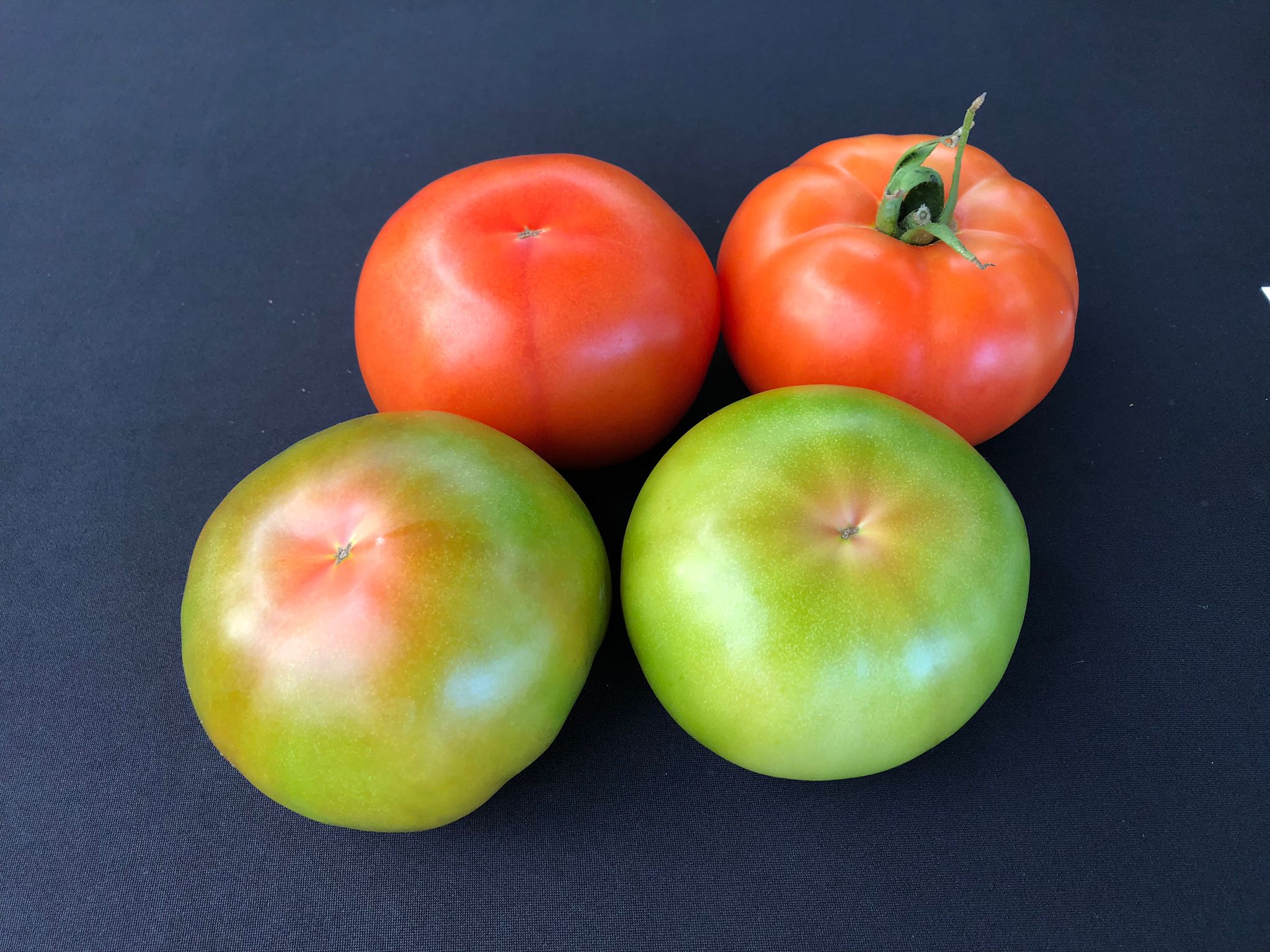 Tomate Errasty Rijk Zwaan