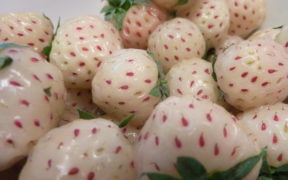 Masiá Ciscar fresas blancas