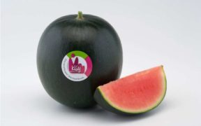 melón sandía Agroponiente