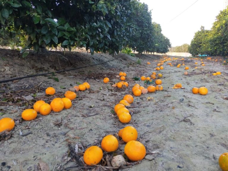 naranjas