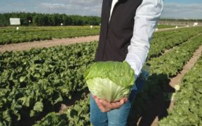 lechuga Syngenta