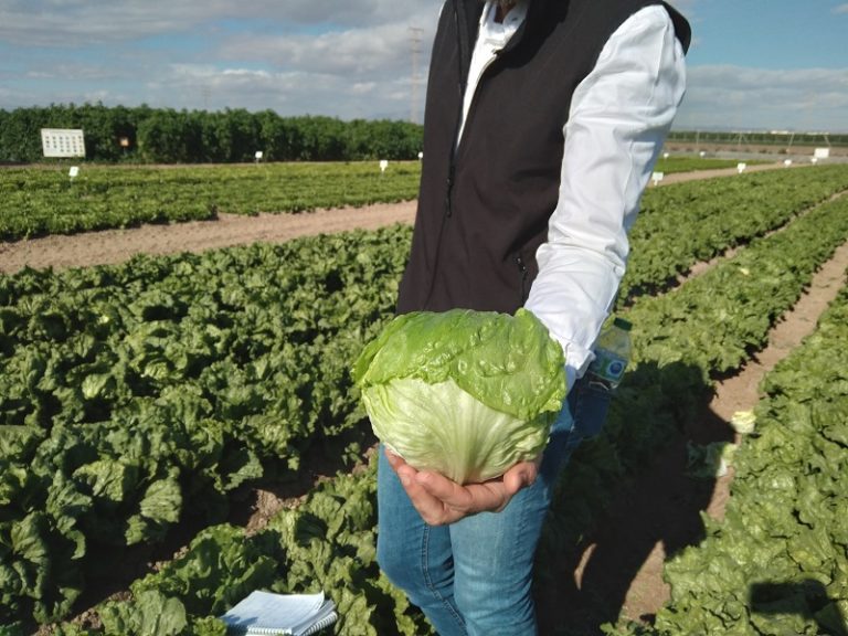 lechuga Syngenta