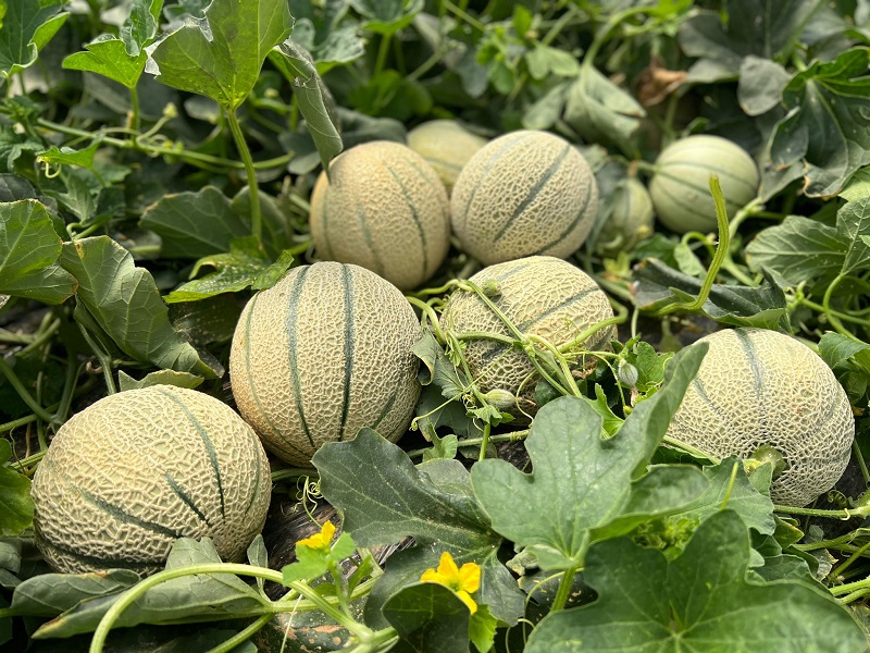Magverik melón BASF
