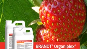 Brandt berries