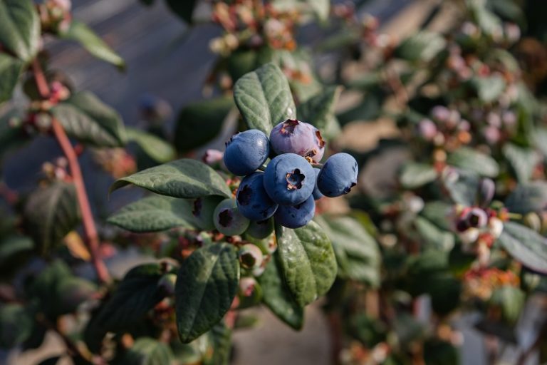 Cuna de Platero frutos rojos