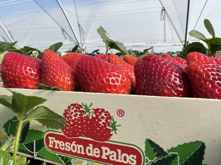 Fresón de palos frutos rojos