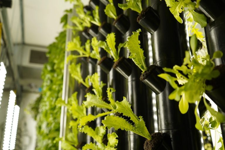 vertical farming