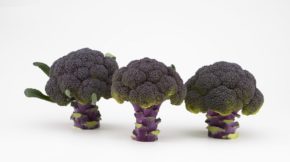 brócoli Sakata innovación