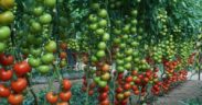 tomate sostenibilidad Enza Zaden