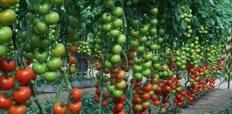 tomate sostenibilidad Enza Zaden