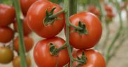 tomate sostenibilidad Gautier