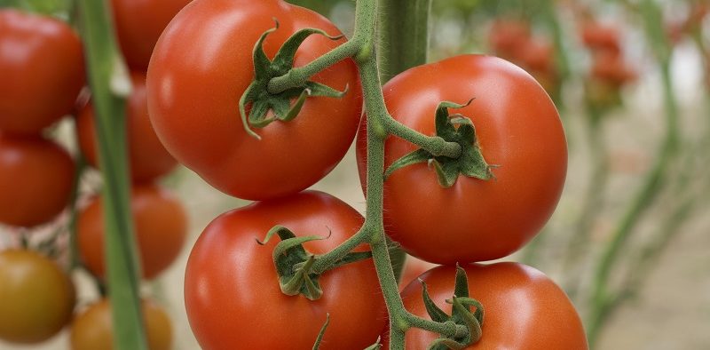 tomate sostenibilidad Gautier