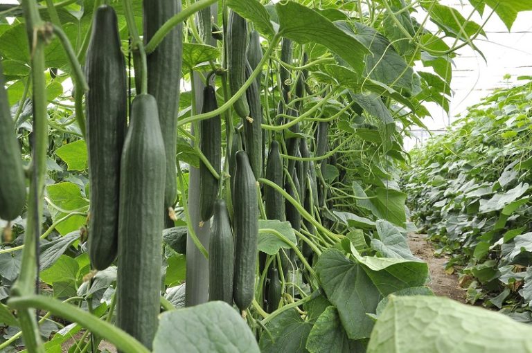 Plantas de pepino invernadero