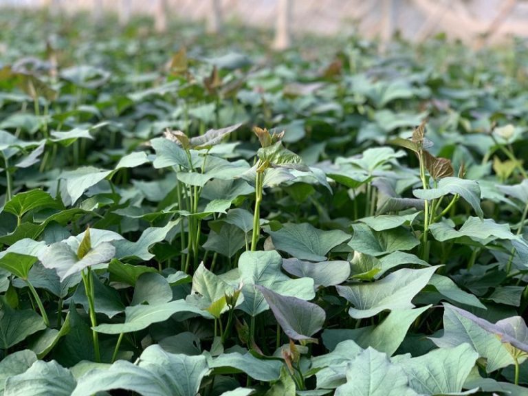 Plantas de Boniato Miguel Guerra