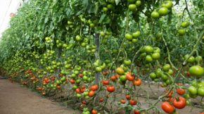 tomate sostenibilidad Rijk Zwaan