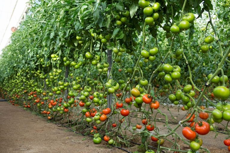 tomate Almería