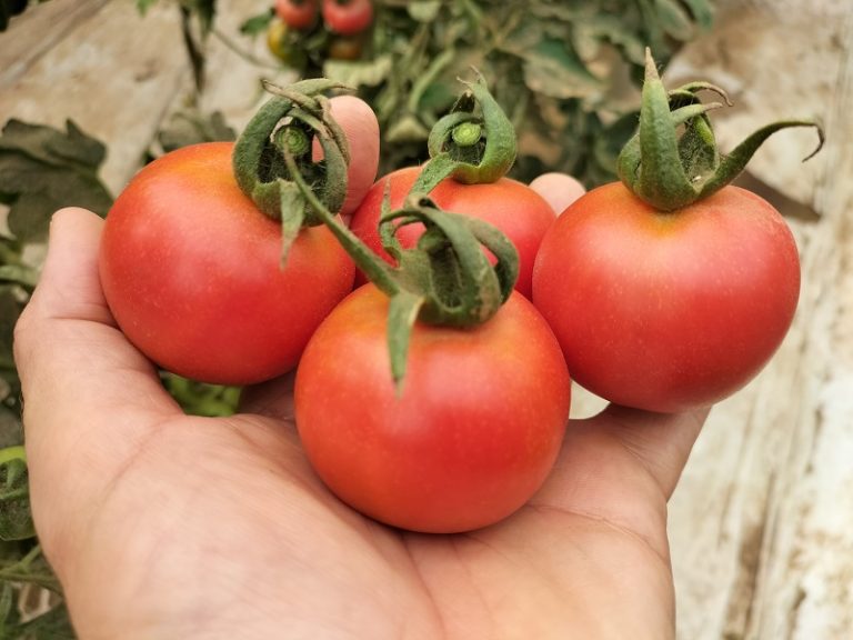 tomate innovación semillas Ramiro Arnedo