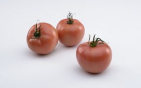 tomate innovación semillas Sakata