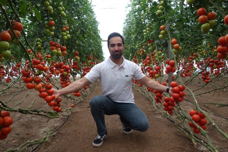 tomate innovación Semillas Fitó