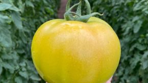 tomate sostenibilidad seminis