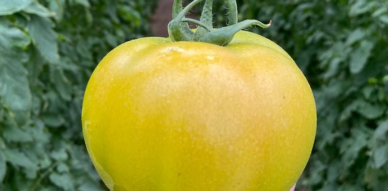 tomate sostenibilidad seminis