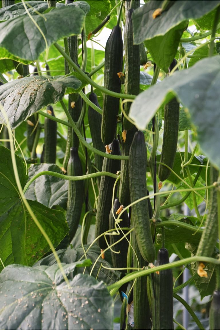 Syngenta pepino calabacín