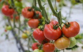 tomate sostenibilidad Syngenta