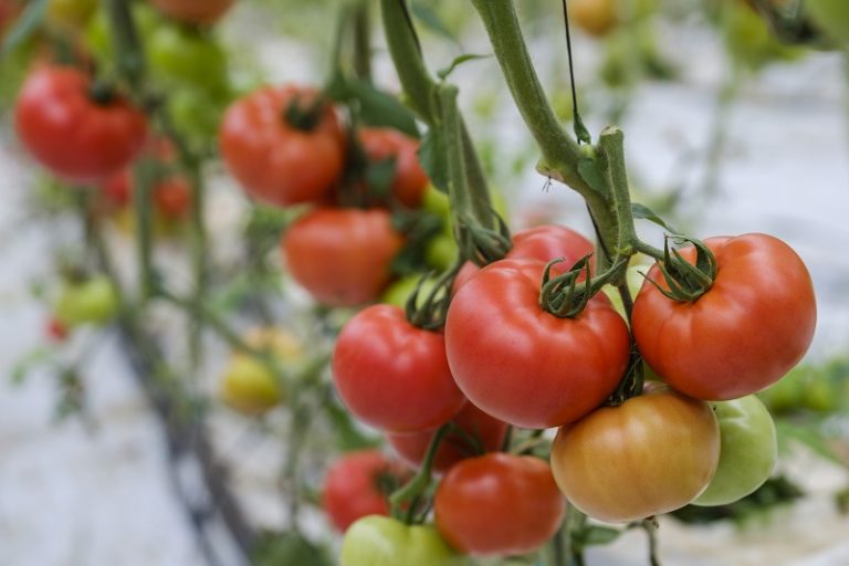 tomate sostenibilidad Syngenta