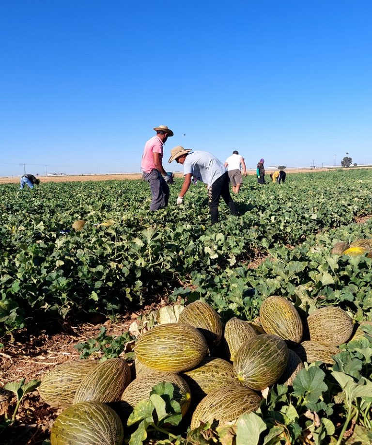 Agrícola JJF novedades