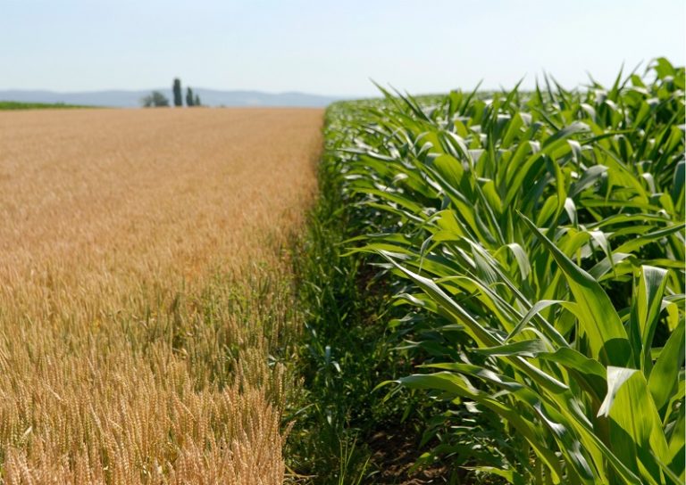 Día Agricultura