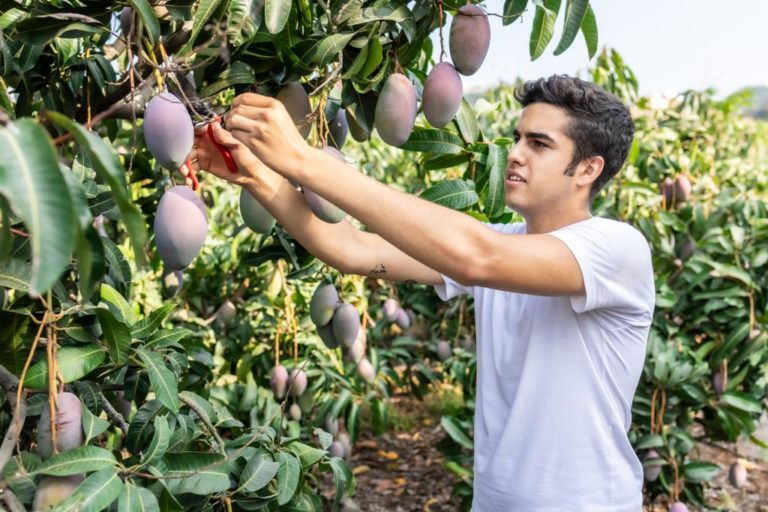 Frutas Fajardo tropicales