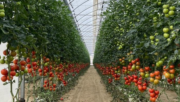 Invernadero de tomates