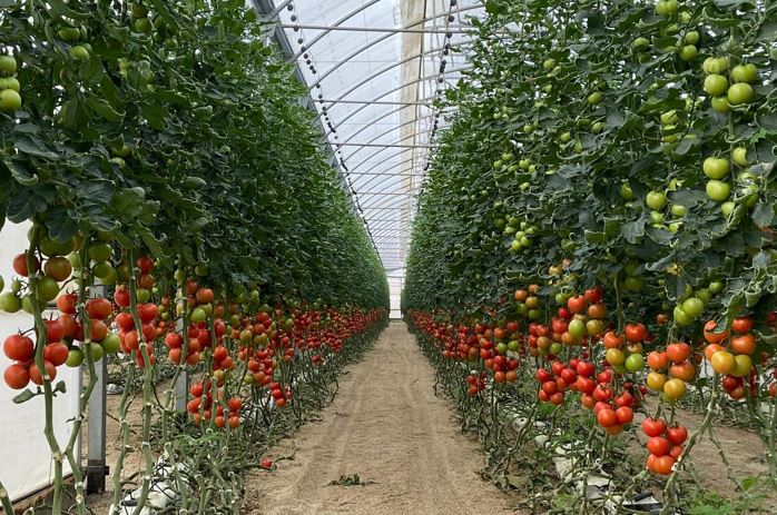 Invernadero de tomates 