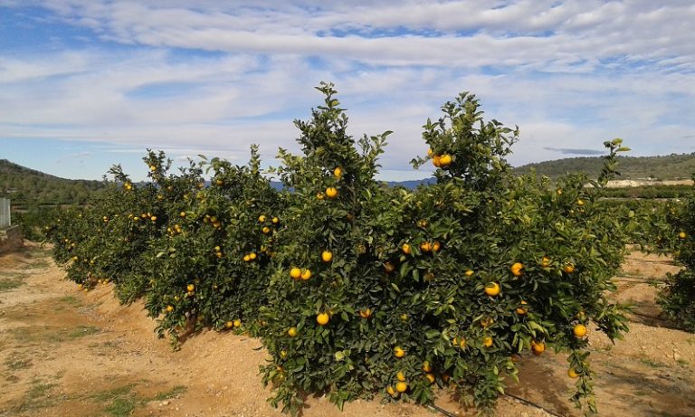 Campo valenciano