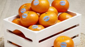cítricos orri mandarina