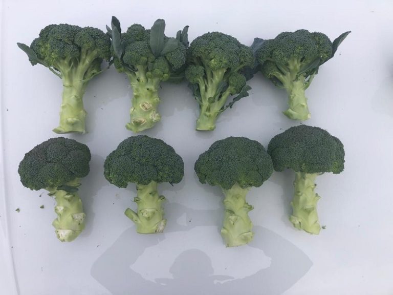 Rijk Zwaan brocoli