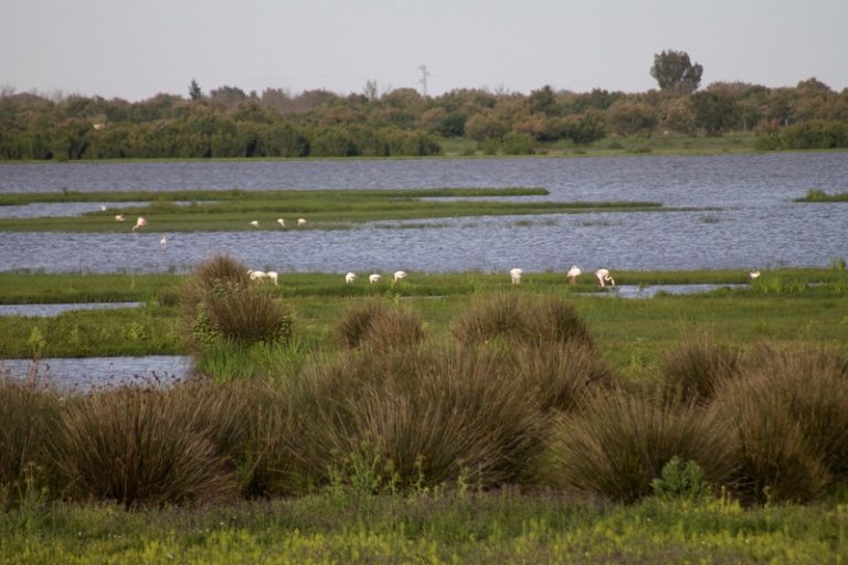 Doñana