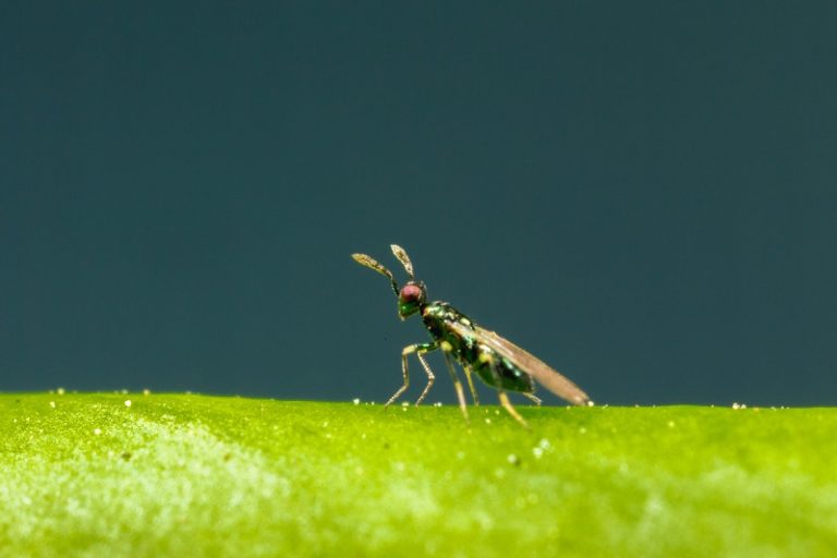 plaga minador Almería Koppert