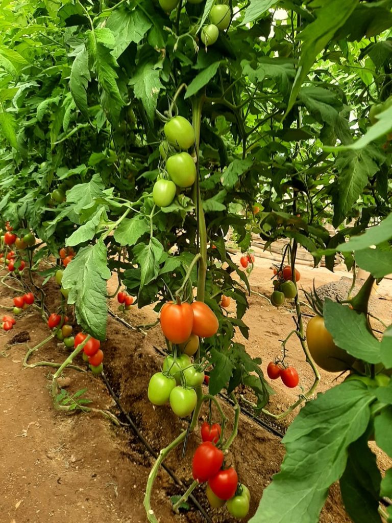 tomate Semillas Fitó