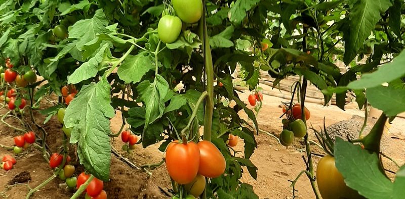 tomate Semillas Fitó