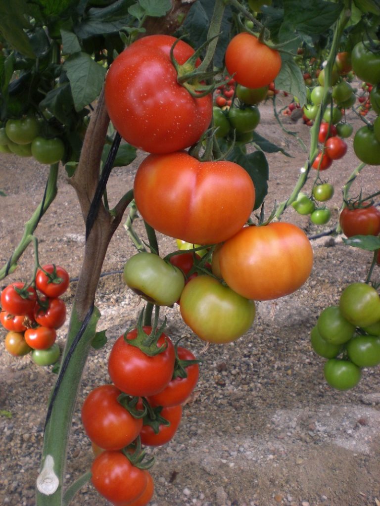 tomate pimiento precio