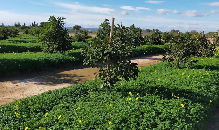 aguacate ecoeficiente