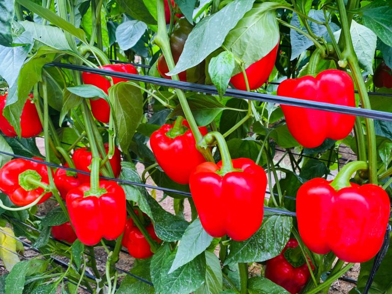 Pimientos rojos