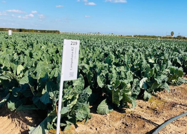 Rijk Zwaan coliflor cambio climático