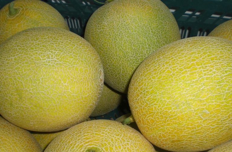 Melones amarillos