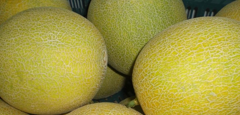 Melones amarillos