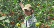 Vanesa Morales Montoya, Breeder de Tomate en BASF