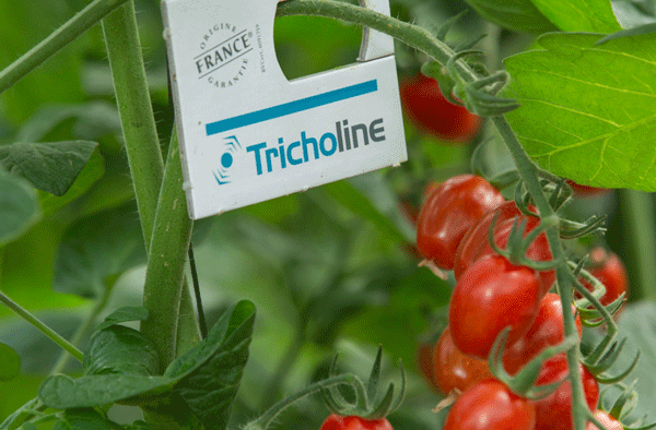 Bioline control biológico tomate